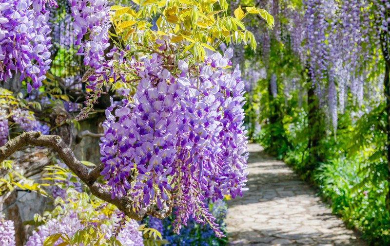 Glicina - plantare și îngrijire. Cum să te bucuri din plin de florile sale