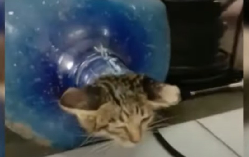 VIDEO | Pisică blocată într-un bidon, salvată de pompieri