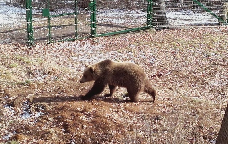Un urs a atacat o stână din Comarnic. Două oi au fost omorâte, iar alte nouă au dispărut
