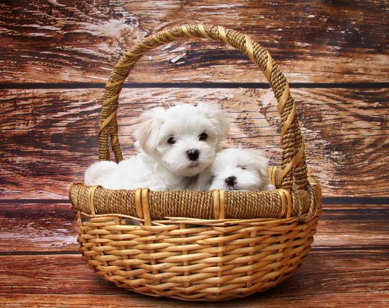 Bichon Maltez - ce caracteristici are una dintre cele mai vechi rase de câini