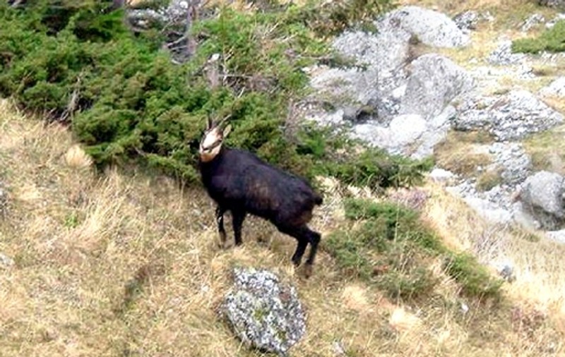 Un fost ofiţer SRI, prins la vânătoare de capre negre