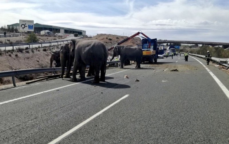 Autostradă blocată în Spania, după ce s-a răsturnat un camion cu elefanți
