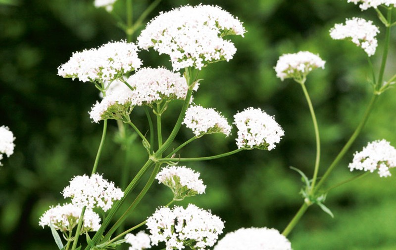 Planta săptămânii - Valeriana