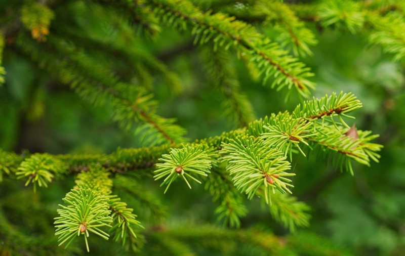Între 1930 și 1940, Canada a plantat molizi pe două pajiști native. Copacii au fost tăiați, dar natura nu și-a revenit nici după 19 ani