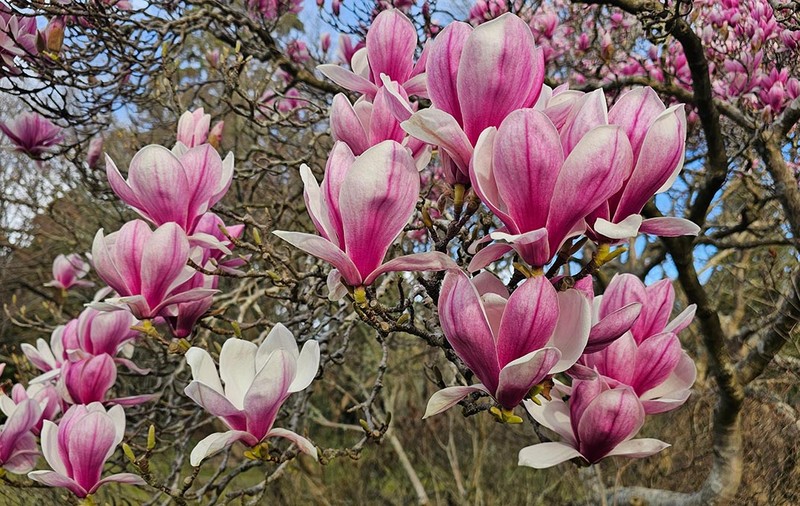 RADAr CULTURAL. Legenda Meșterului Magnolie