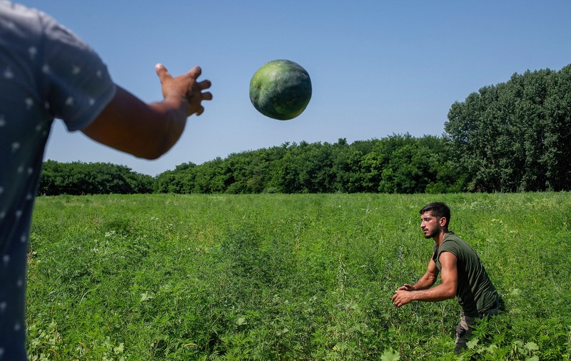 Viața agricultorilor din „deșertul Olteniei”, unde se fac pepenii de Dăbuleni. „O luptă pentru supraviețuire în care au scos toate rezervele”