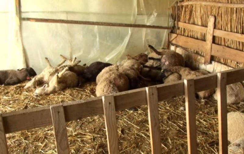 Fenomen de tip Chupacabra în Brăila. Animale sfâșiate de un prădător misterios