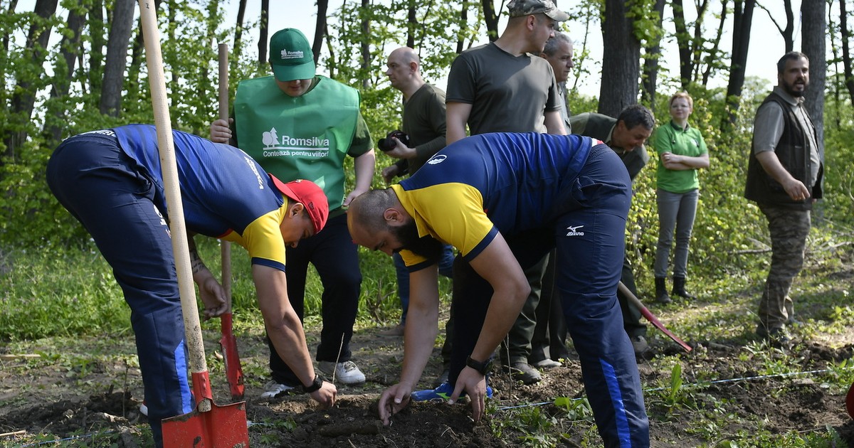 Stejarii au plantat stejari