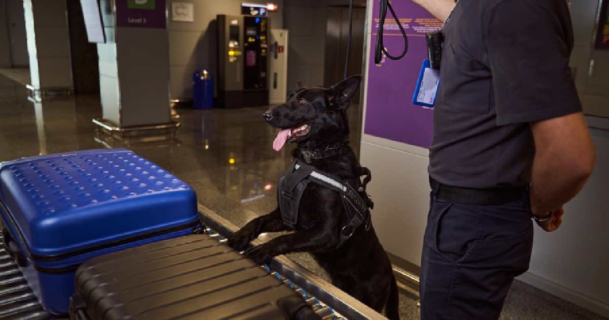 Agent de securitate și câine de detectare verificând bagajele la aeroport