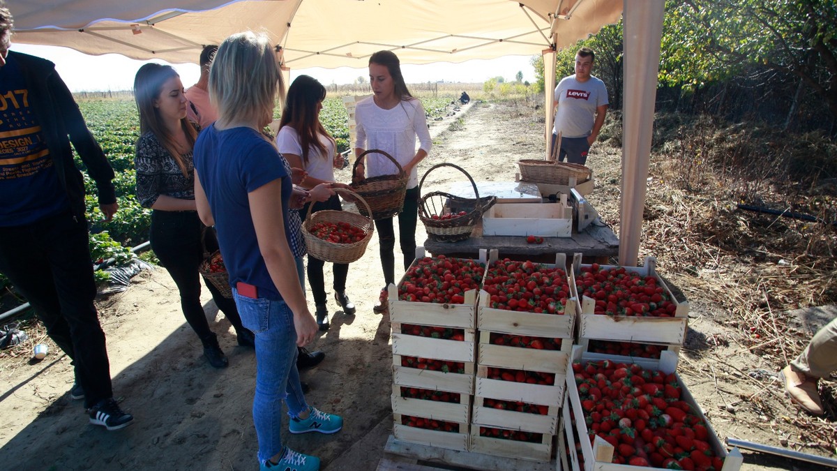Nouă studenți la Agronomie au făcut dulceață de căpșuni la Vernești trecând prin toate etapele realizării produsului