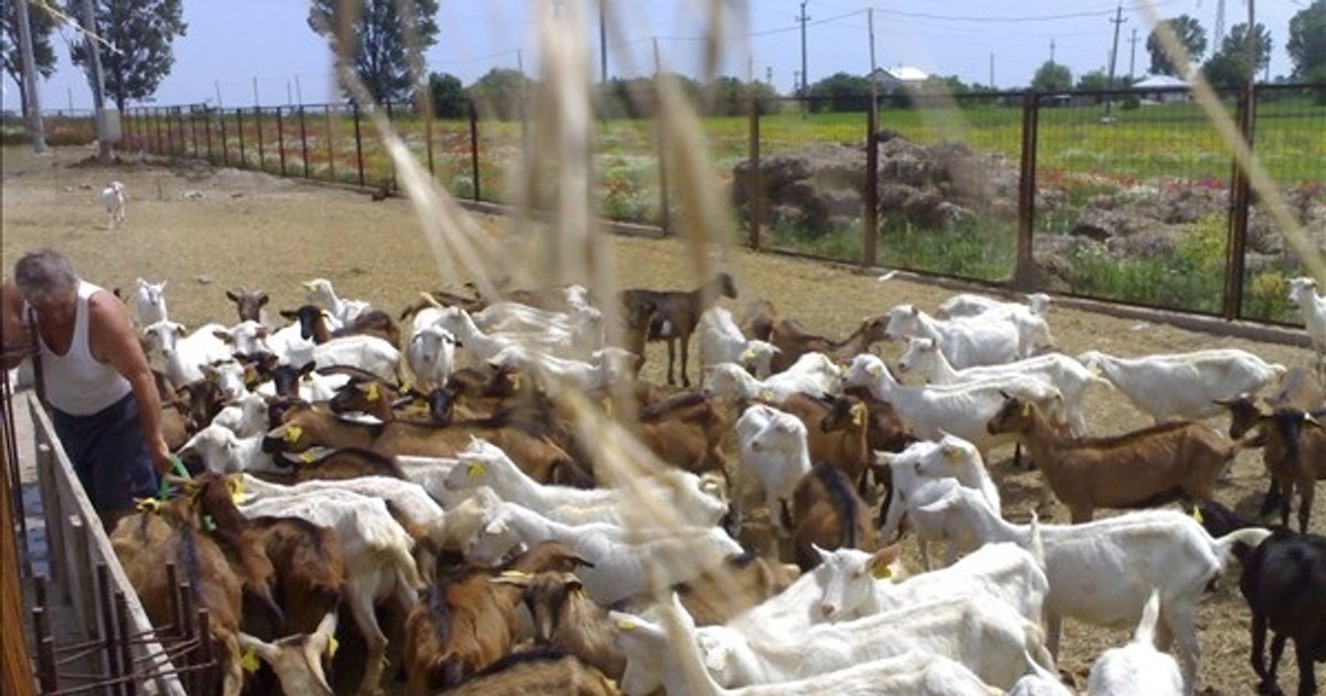 Arhiva foto