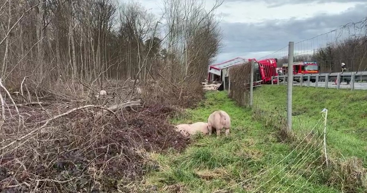 Poză cu porcii și camionul răsturnat pe autostradă, în Germania