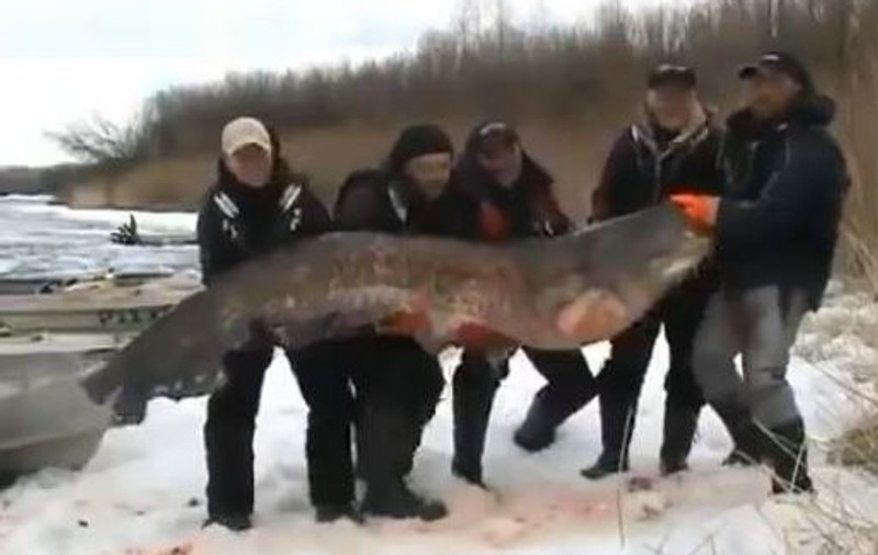 Nu e poveste pescărească! Au prins un SOMN de 195 de kilograme! | VIDEO