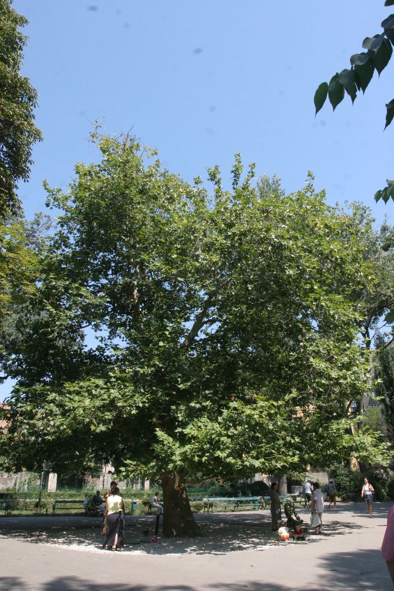 Arhiva foto