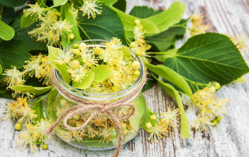 Cum să usuci corect florile de tei