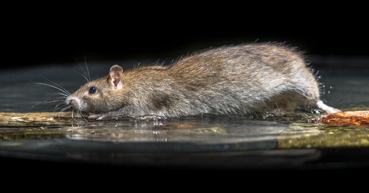 Un șobolan este surprins într-un bazin cu apă, imagine asociată frecvent experimentelor de laborator pe animale. Fotografia ilustrează controversatul test de înot forțat, metodă folosită în unele studii și criticată de organizațiile pentru protecția animalelor.