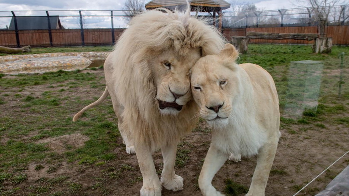 Animalele de la o grădină zoologică din Germania ar putea deveni hrană pentru celelalte animale din parc