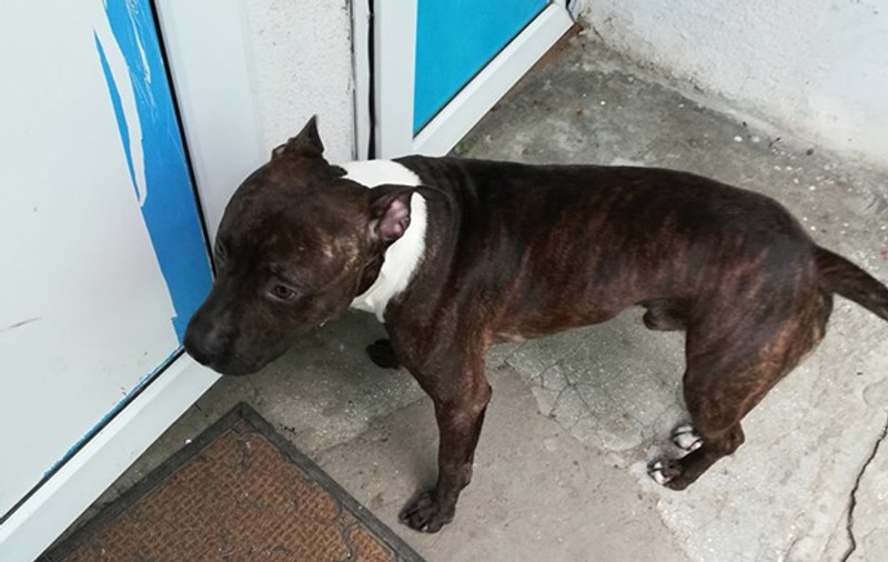 Un bărbat căruia i-a fost furat câinele i-a făcut o propunere de nerefuzat hoțului: "Îți las mașina asta în orice parcare vrei tu, cu cheia în contact, sau îți bag bani în cont!"