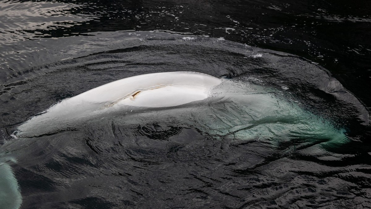 Beluga Hvaldimir Foto: Profimedia