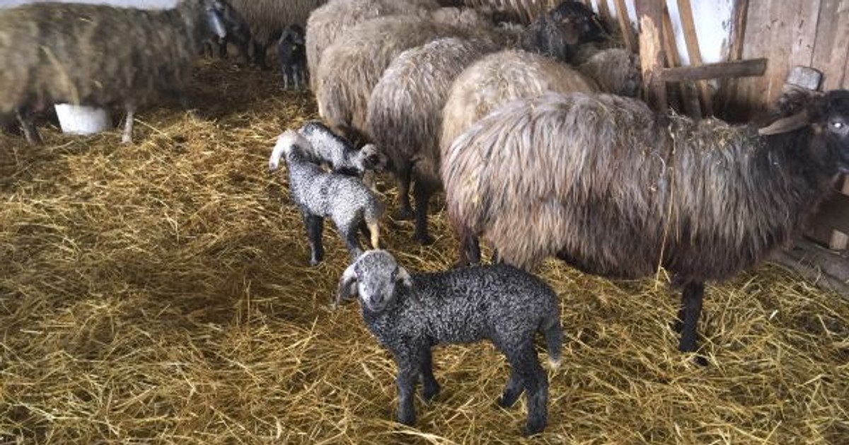 Mieii din rasa Karakul, vânduți cu rezervare de Paște, la Botoșani. Cât costă deliciul specific zonei arabe