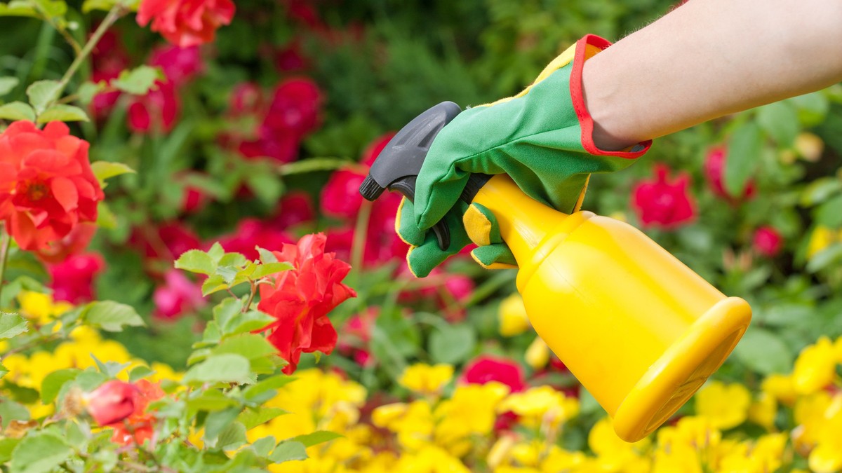 Insecticid natural pentru flori. Ingrediente împotriva dăunătorilor
