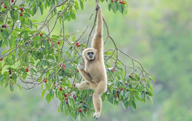 Gibonul - curiozități și lucruri mai puțin știute despre aceste primate
