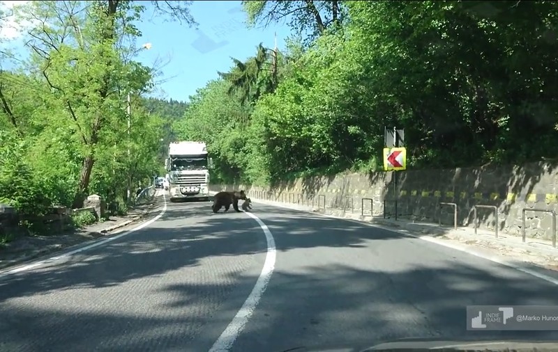 O ursoaică a oprit traficul în Băile Tușnad pentru a-și trece puiul peste stradă. Imaginile inedite, filmate de șoferi / VIDEO