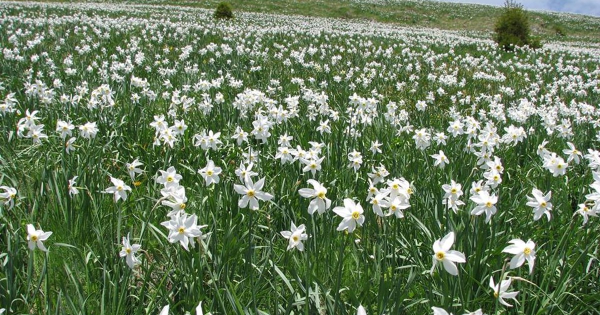Poiana Narciselor. Locul fermecat din România cu milioane de flori