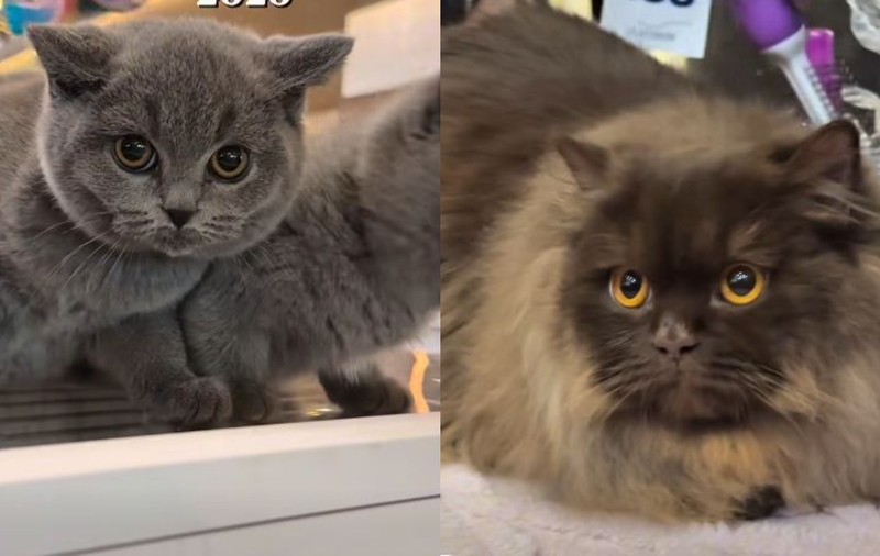 Cele mai frumoase pisici din lume au defilat la Timișoara: felinele din rasa Transilvană, în premieră în fața publicului