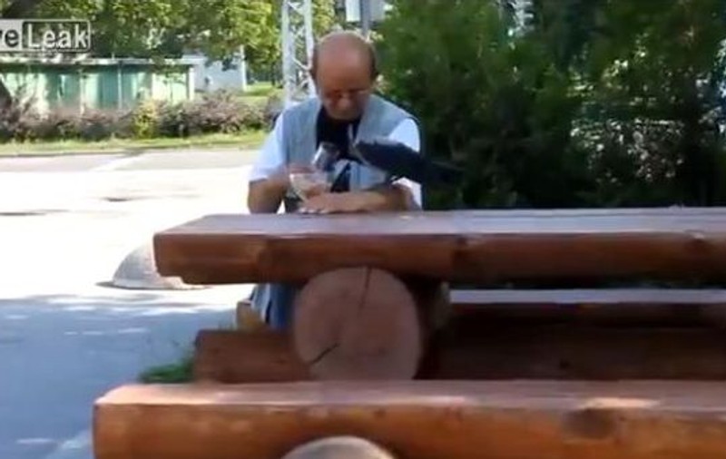 O cioară beată moartă vomită toată berea pe care a consumat-o! | VIDEO