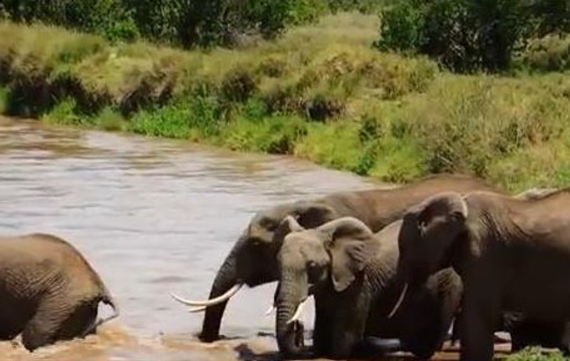 O turmă de elefanţi salvează de la moarte un pui | VIDEO