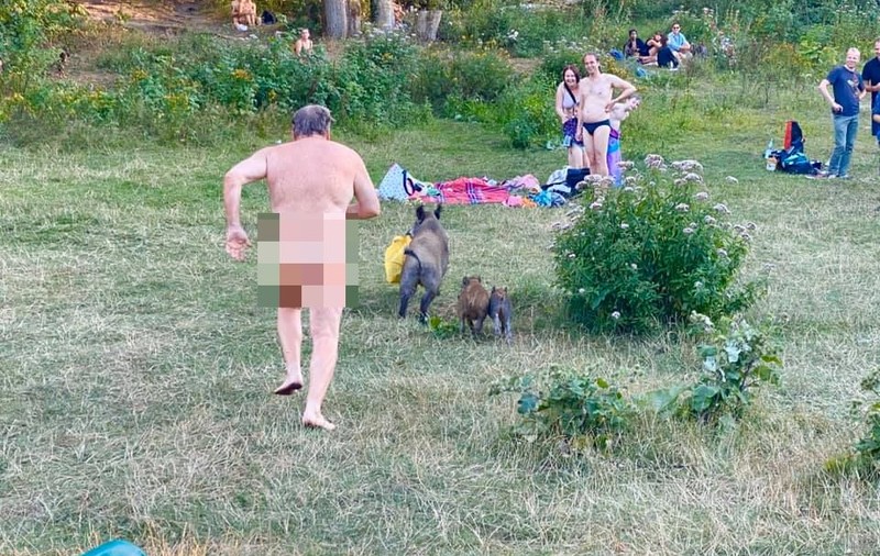 Imagini hilare pe o plajă de nudiști din Germania: un bărbat aleargă un mistreț care îi luase punga cu laptopul!