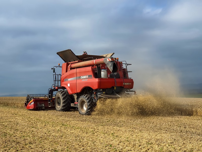 Girov, Romania - JULY 12, 2020: Case combine working in the field during summer. Harvesting wheat in Romania.
