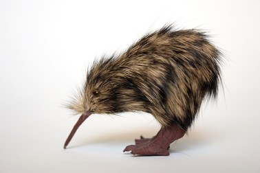 Cum arată o pasăre kiwi