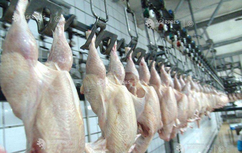 21 de tone de carne de pasăre, contaminată cu Salmonella. Produsele au ajuns pe rafturile magazinelor din Ilfov și Bihor