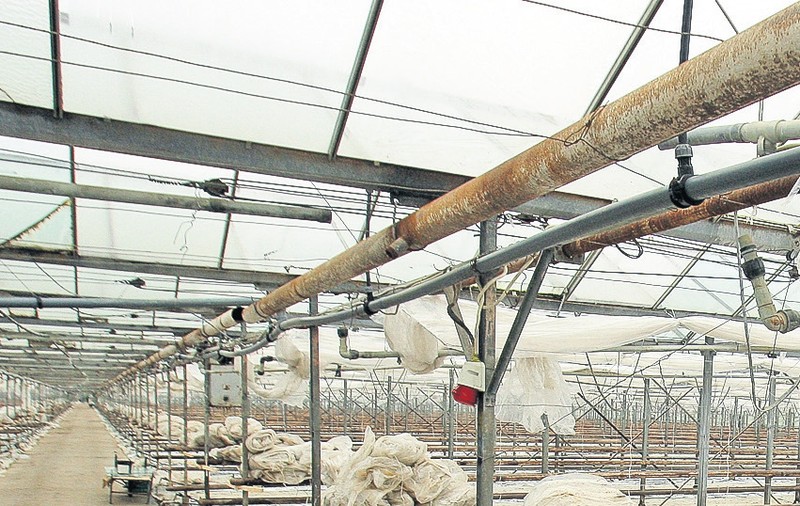 Roşiile se vor scumpi cu 50%