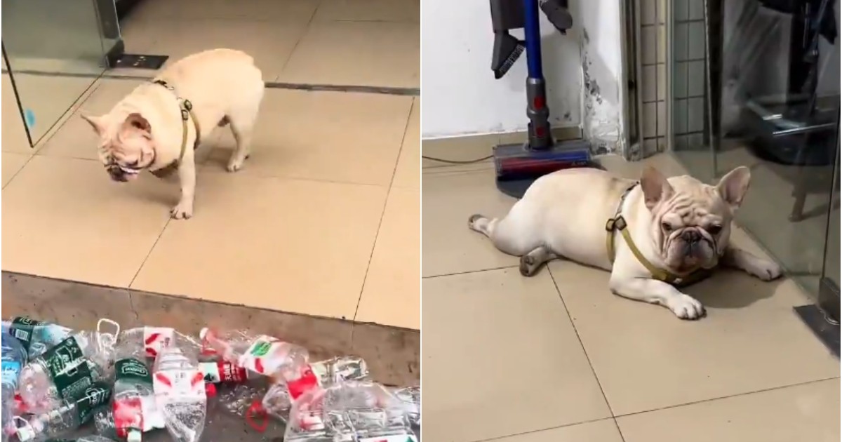 Imaginea este un colaj din două fotografii care arată un câine din rasa Bulldog Francez. În prima imagine, câinele, de culoare crem și purtând un ham, stă lângă o grămadă de sticle de plastic goale. În a doua imagine, câinele se odihnește pe jos, pe o gresie de culoare deschisă. În fundal se poate vedea un aspirator vertical.