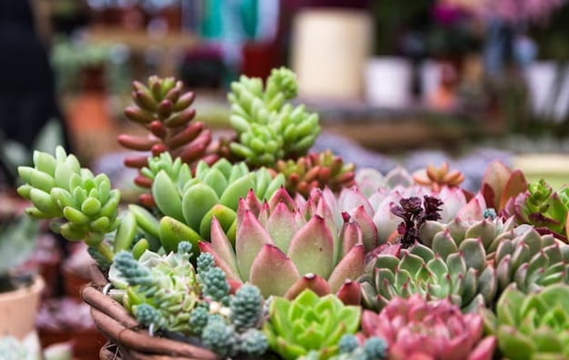 TOP 5 plante de balcon rezistente la soare, oaza de relaxare din timpul verii