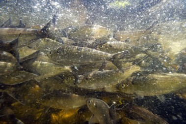Studiul arată că o genă a heringului (în imagine) a ajuns la smelt, o specie de pește despărțită acum 250 de milioane de ani pe scara evolutivă de ramura heringului | FOTO: Hepta