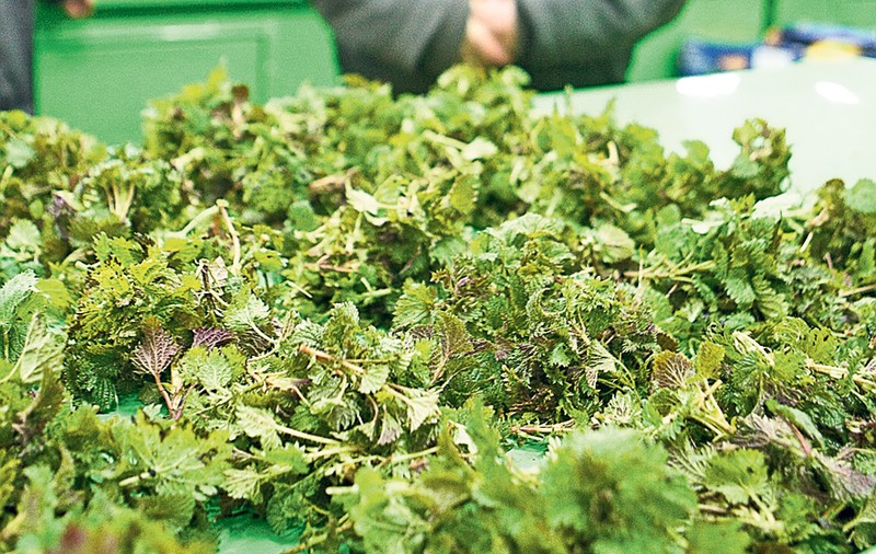 Profită de trufandalele de primăvară! Leurda, urzicile şi ştevia detoxifică organismul