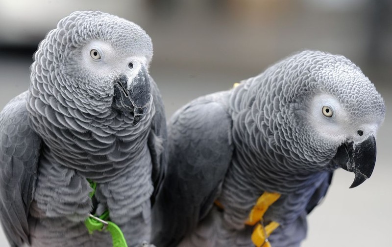 Cinci papagali donați la zoo s-au "înhăitat" și au început să îi înjure pe vizitatori și să râdă de ei