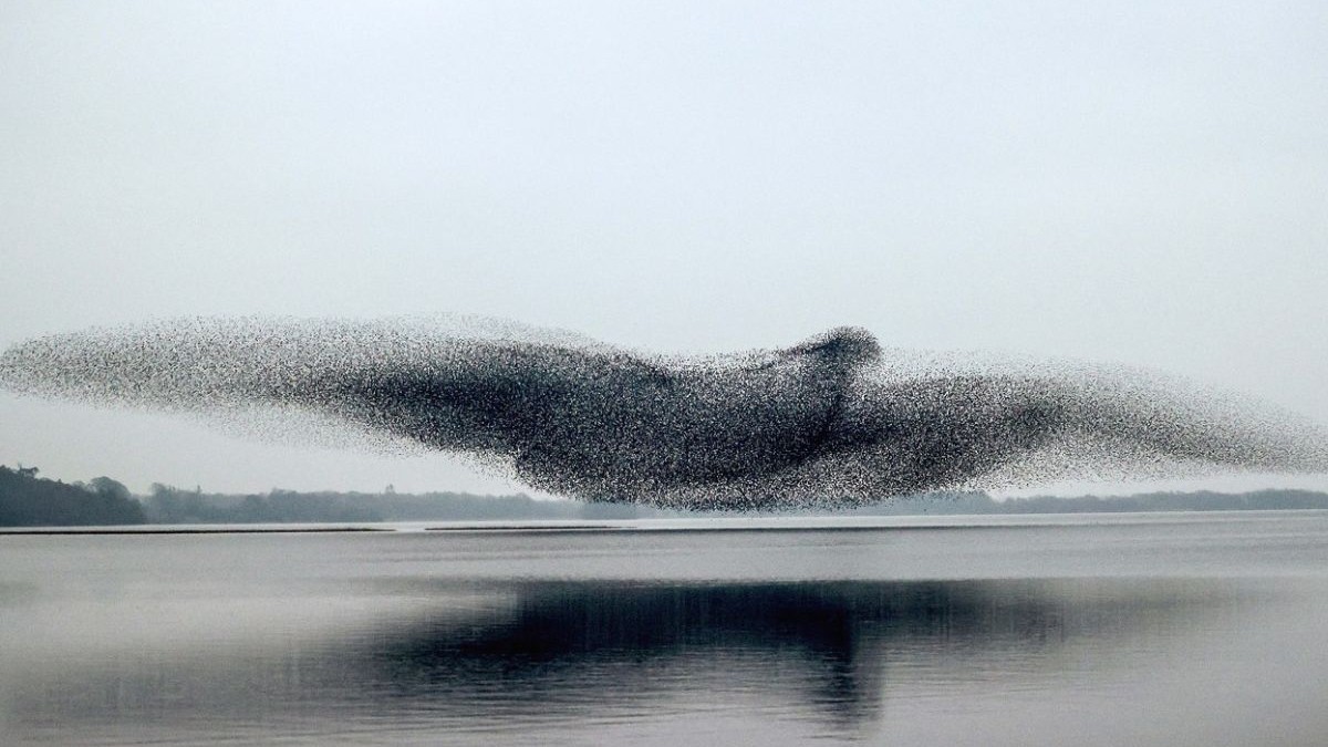 O murmurare de grauri peste Lough Ennell din County Westmeath, Irlanda. De James Crombie Sursa foto: Profimedia