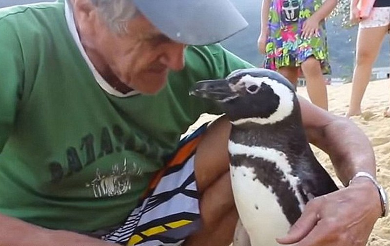 „Îl iubesc ca pe copilul meu.” Un pinguin înoată 8.000 de kilometri pe an pentru a se întoarce la salvatorul său.