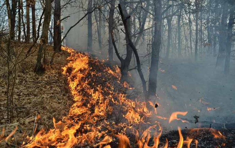 Incendii puternice de pădure în provincia British Columbia din Canada. MAE a emis o atenţionare de călătorie