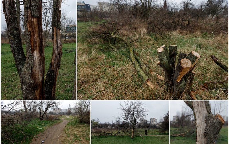 Masacrarea Parcului IOR. Cum luptă o comunitate să salveze 12 hectare de spațiu verde pierdute de primărie: „N-avem destule betoane?”