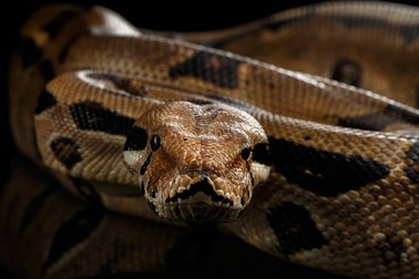 Animale exotice -șarpele boa