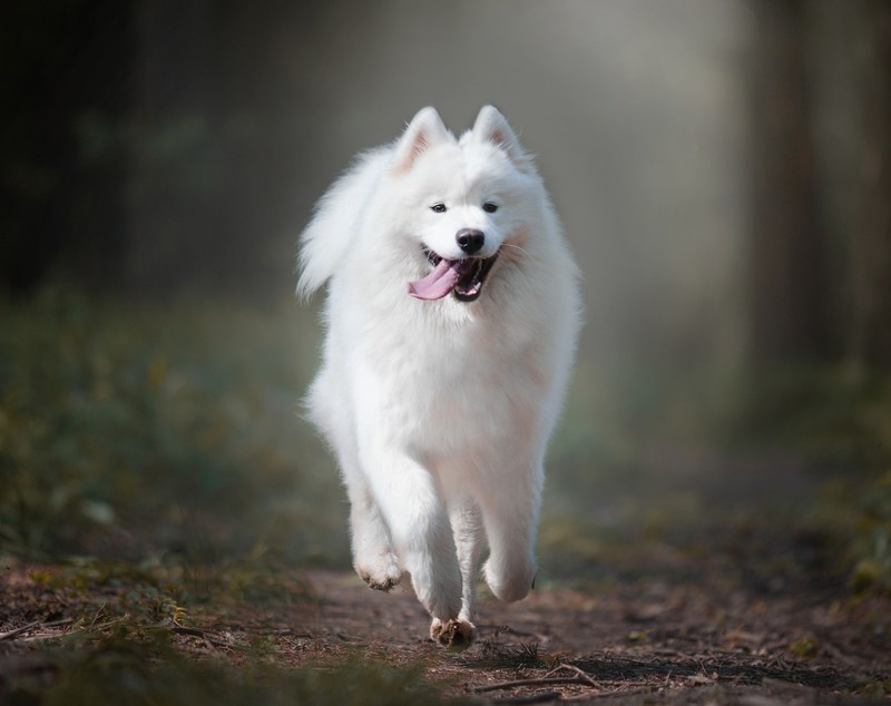 Samoyed - ce caracteristici are patrupedul cu "zâmbet Samoyed"