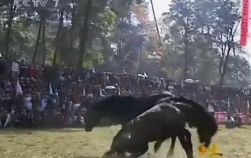 În China se fac pariuri pe lupte de cai! Uite cum se bat animalele! | VIDEO ŞOCANT