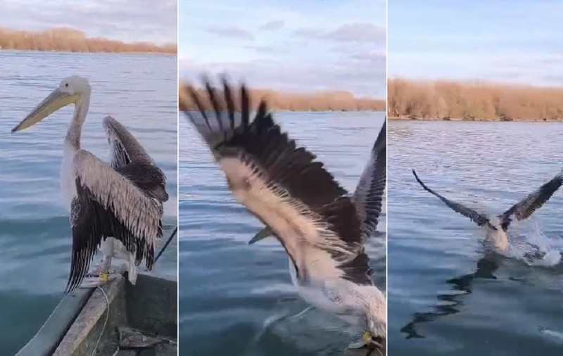 Un pelican din Delta Dunării a fost salvat și apoi eliberat lângă o colonie de pelicani comuni