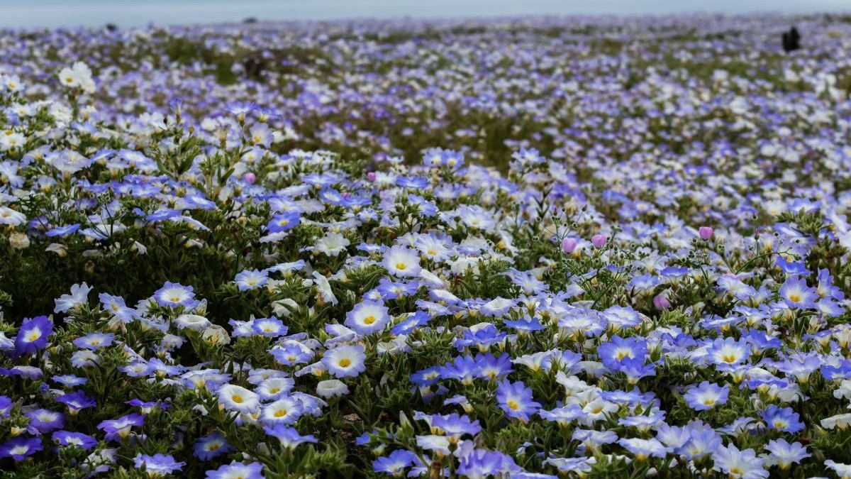El Niño transformă deșertul Atacama într-un covor uriaș de flori: 15.000 de hectare vor înflori până în octombrie. Sursă foto: Getty Images